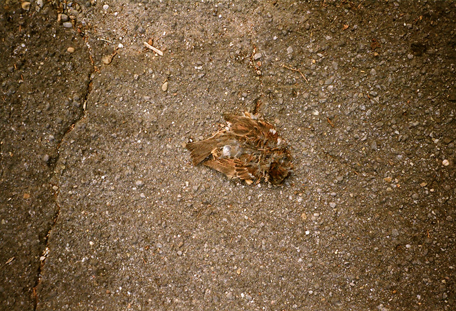 dead-sparrow4site.jpg