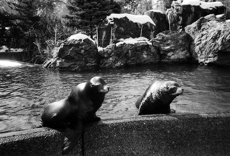 prospect-park-sea-lions.jpg