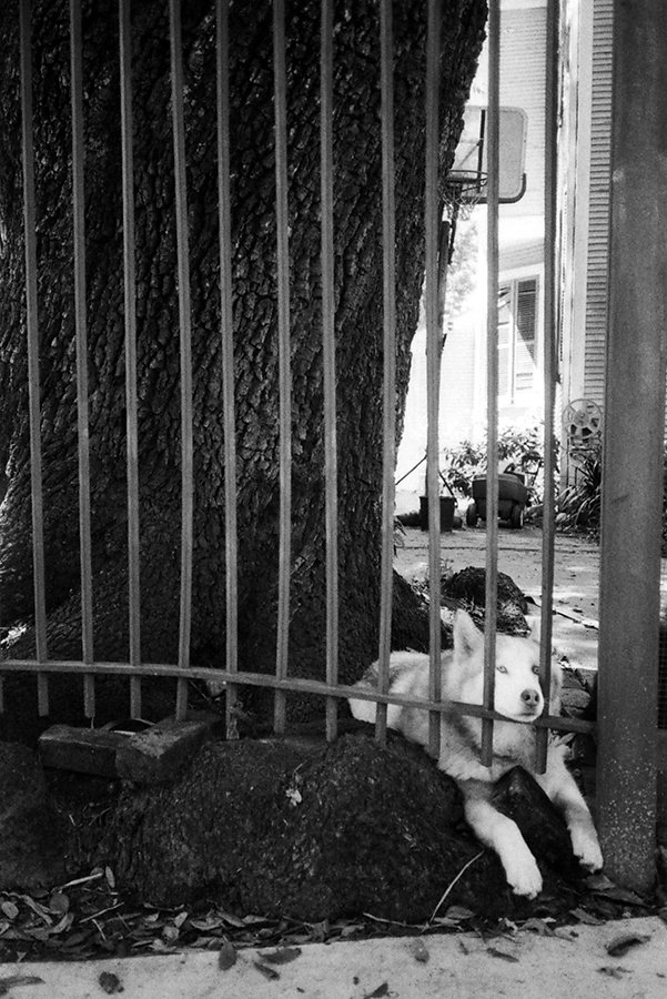 maple-street-fence-dog-may-2016.jpg