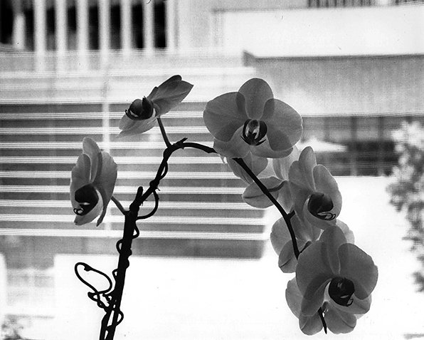 orchid4site.jpg