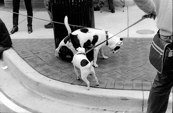 double-dog4site.jpg