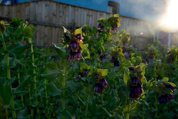 sun-flowers-for-site.jpg