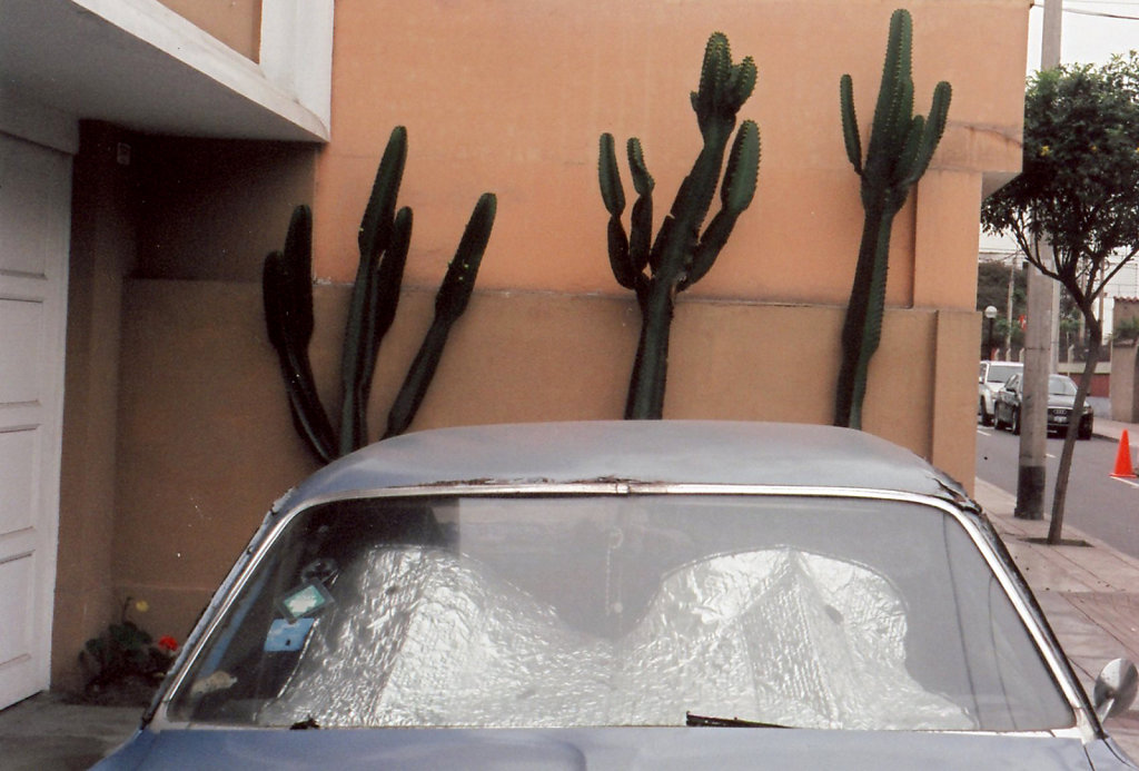 car-cactii.jpg