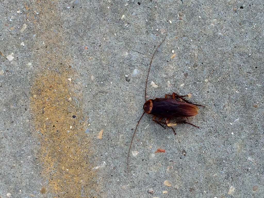 road-roach4site.jpg