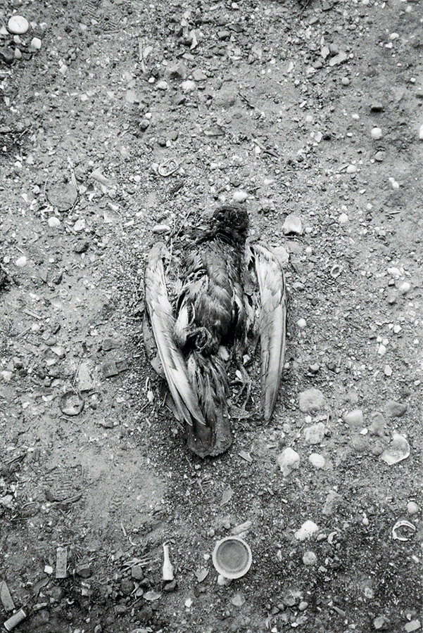 pigeon-may-2016.jpg